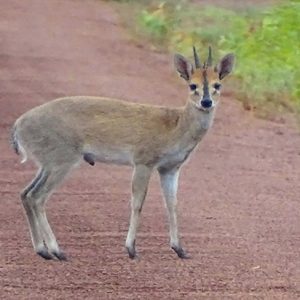 Grey Duiker (Sylvicapra Grimmia)