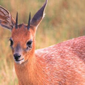 Cape Grysbok (Raphicerus Melanotis)