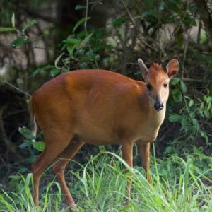 Red Duiker (Cephalophus Natalensis)