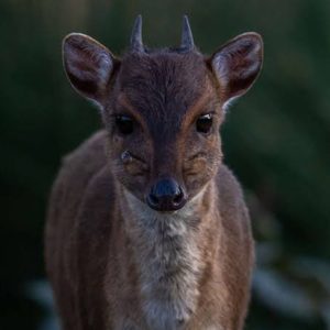 Blue Duiker (Philantomba Monticola)