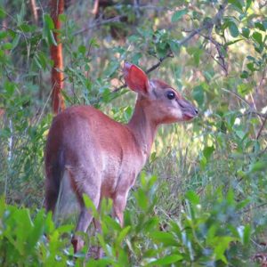 Livingstone Suni (Neotragus Moschatus)