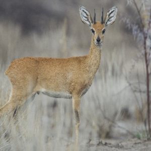 Steenbok (Rahpicerus Campestris)