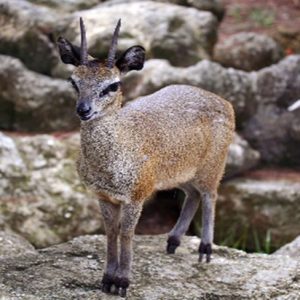 Klipspringer (Oreotragus oreotragus)