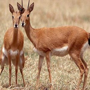 Oribi (Ourebia Ourebia)