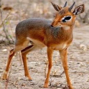 Dik Dik (Madoqua kirkii)