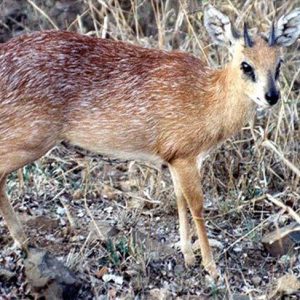 Sharpes Grysbok (Raphicerus Sharpei)